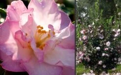 October Magic Orchid Camellia - 7 Gallon Pot -Flora Bloom Shop Camellia October Magic Orchid Flowers 2 2