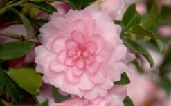 October Magic Pink Perplexion Camellia - 1 Gallon Pot -Flora Bloom Shop Camellia October Magic Pink Perplexion