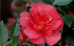 October Magic Rose Camellia - 2 Gallon Pot -Flora Bloom Shop Camellia October Magic Rose Closeup Flower 2 1