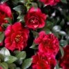 October Magic Ruby Camellia - 7 Gallon Pot