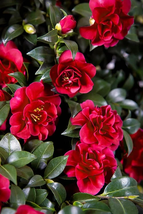 October Magic Ruby Camellia - 3 Gallon Pot 1 October Magic Ruby Camellia - 3 Gallon Pot