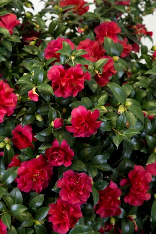 October Magic Ruby Camellia - 7 Gallon Pot 5 October Magic Ruby Camellia - 7 Gallon Pot - Image 5