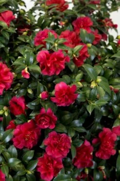 October Magic Ruby Camellia - 3 Gallon Pot 10 October Magic Ruby Camellia - 3 Gallon Pot -Flora Bloom Shop Camellia October Magic Ruby 27