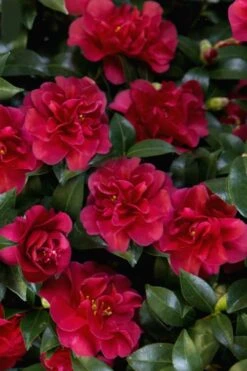 October Magic Ruby Camellia - 7 Gallon Pot 11 October Magic Ruby Camellia - 7 Gallon Pot -Flora Bloom Shop Camellia October Magic Ruby 28 1
