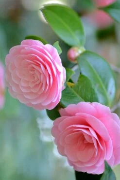 Otome Pink Camellia Japonica - 1 Gallon Pot -Flora Bloom Shop Camellia Otome 1