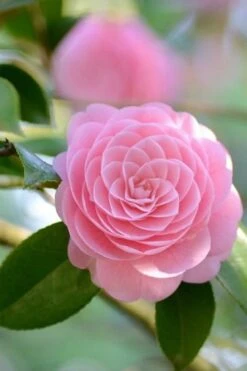 Otome Pink Camellia Japonica - 1 Gallon Pot -Flora Bloom Shop Camellia Otome 2