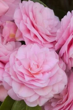 Pearl Maxwell Camellia Japonica - 1 Gallon Pot 11 Pearl Maxwell Camellia Japonica - 1 Gallon Pot -Flora Bloom Shop Camellia Pearl Maxwell 10