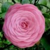Pearl Maxwell Camellia Japonica - 1 Gallon Pot