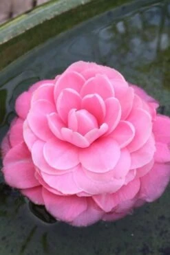 Pearl Maxwell Camellia Japonica - 1 Gallon Pot 10 Pearl Maxwell Camellia Japonica - 1 Gallon Pot -Flora Bloom Shop Camellia Pearl Maxwell 5