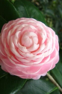 Pink Perfection Camellia Japonica - 6 Pack Of 1 Gallon Pots -Flora Bloom Shop Camellia Pink Perfection 27 3