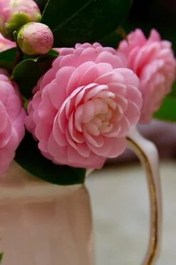 Pink Perfection Camellia Japonica - 6 Pack Of 1 Gallon Pots -Flora Bloom Shop Camellia Pink Perfection 29 3