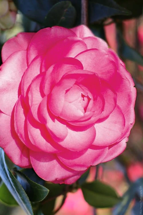 Pink Princess Camellia Japonica - 3 Gallon Pot 1 Pink Princess Camellia Japonica - 3 Gallon Pot