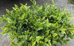 Royal Flush Shi Shi Variegated Camellia Sasanqua - 1 Gallon Pot 7 Royal Flush Shi Shi Variegated Camellia Sasanqua - 1 Gallon Pot -Flora Bloom Shop Camellia Royal Flush Shi Shi 2