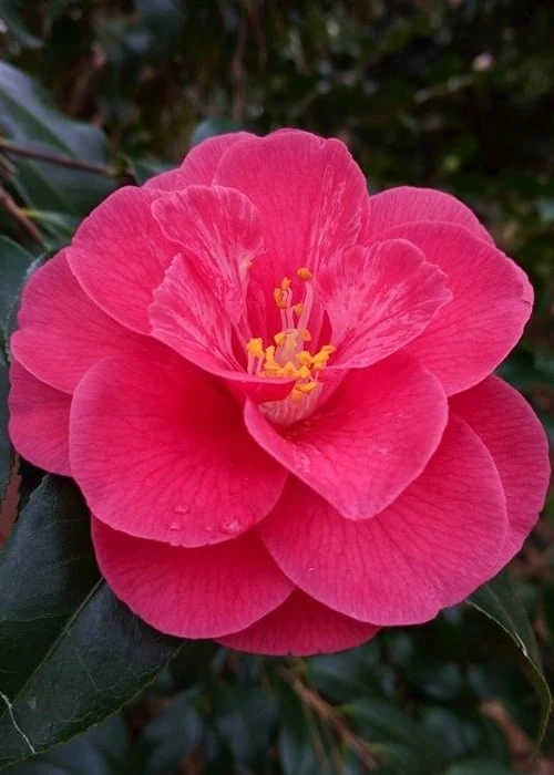 Rutledge Minnix Camellia Japonica - 3 Gallon Pot 1 Rutledge Minnix Camellia Japonica - 3 Gallon Pot