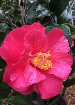 Rutledge Minnix Camellia Japonica - 3 Gallon Pot 7 Rutledge Minnix Camellia Japonica - 3 Gallon Pot -Flora Bloom Shop Camellia Rutledge Minnix 2