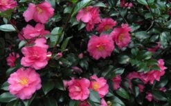 Shishi Gashira Dwarf Camellia Sasanqua - 2.5 Quart Pot -Flora Bloom Shop Camellia Shishi Gashira 24 2