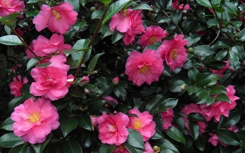 Shishi Gashira Dwarf Camellia Sasanqua - 1 Gallon Pot 7 Shishi Gashira Dwarf Camellia Sasanqua - 1 Gallon Pot - Image 7
