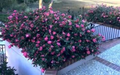 Shishi Gashira Dwarf Camellia Sasanqua - 3 Gallon Pot -Flora Bloom Shop Camellia Shishi Gashira 33 1