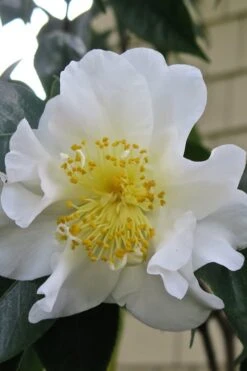Silver Waves Camellia Japonica - 3 Gallon Pot 8 Silver Waves Camellia Japonica - 3 Gallon Pot -Flora Bloom Shop Camellia Silver Waves 6