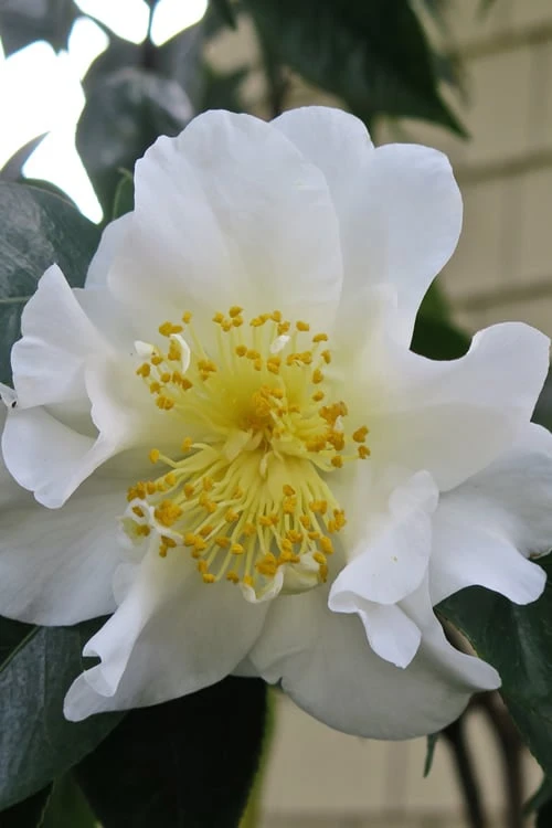 Silver Waves Camellia Japonica - 3 Gallon Pot 4 Silver Waves Camellia Japonica - 3 Gallon Pot - Image 4