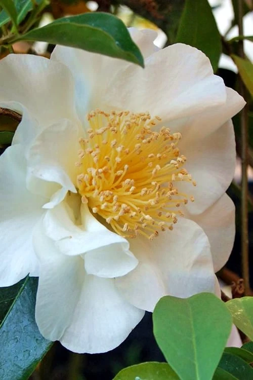 Silver Waves Camellia Japonica - 3 Gallon Pot 5 Silver Waves Camellia Japonica - 3 Gallon Pot - Image 5