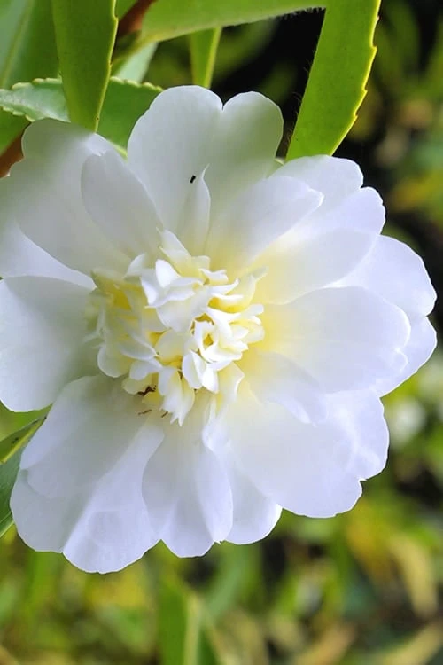 Snow Flurry Cold Hardy Camellia Hybrid - 1 Gallon Pot 1 Snow Flurry Cold Hardy Camellia Hybrid - 1 Gallon Pot