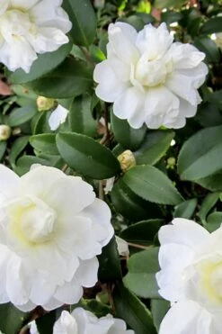 Snow Flurry Cold Hardy Camellia Hybrid - 1 Gallon Pot 13 Snow Flurry Cold Hardy Camellia Hybrid - 1 Gallon Pot -Flora Bloom Shop Camellia Snow Flurry 6