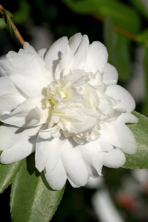 Snow Flurry Cold Hardy Camellia Hybrid - 1 Gallon Pot 5 Snow Flurry Cold Hardy Camellia Hybrid - 1 Gallon Pot - Image 5