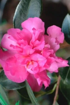 Sparkling Burgundy Camellia Sasanqua - 1 Gallon Pot -Flora Bloom Shop Camellia Sparkling Burgundy 21