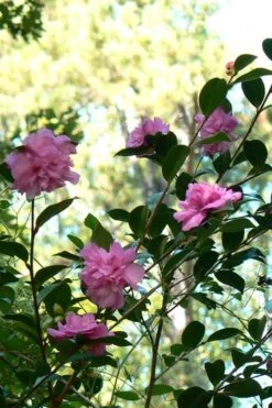 Sparkling Burgundy Camellia Sasanqua - 1 Gallon Pot -Flora Bloom Shop Camellia Sparkling Burgundy 24