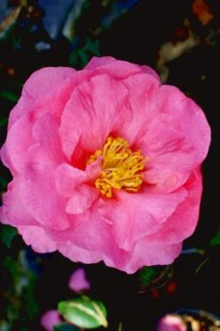 Stephanie Golden Dwarf Camellia Sasanqua - 3 Gallon Pot -Flora Bloom Shop Camellia Stephanie Golden 12 1