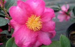 Stephanie Golden Dwarf Camellia Sasanqua - 3 Gallon Pot -Flora Bloom Shop Camellia Stephanie Golden Closeup Flower 1