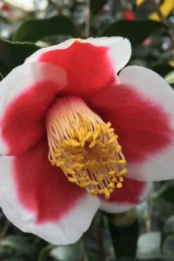 Tama No Ura Weeping Camellia Japonica - 3 Gallon Pot 11 Tama No Ura Weeping Camellia Japonica - 3 Gallon Pot -Flora Bloom Shop Camellia Tama No Ura 1