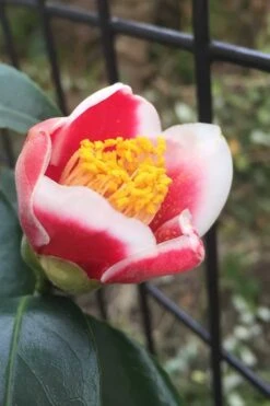 Tama No Ura Weeping Camellia Japonica - 3 Gallon Pot 13 Tama No Ura Weeping Camellia Japonica - 3 Gallon Pot -Flora Bloom Shop Camellia Tama No Ura 4