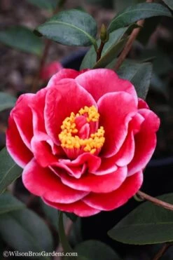 Tama Vino Camellia Japonica - 1 Gallon Pot -Flora Bloom Shop Camellia Tama Vinio 7