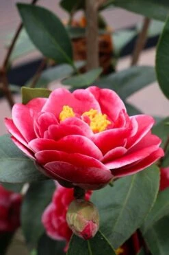 Tama Vino Camellia Japonica - 1 Gallon Pot -Flora Bloom Shop Camellia Tama Vinio 8