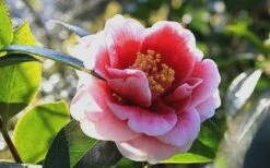 Tama Vino Camellia Japonica - 1 Gallon Pot -Flora Bloom Shop Camellia Tama Vino 7