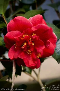 Tama Vino Camellia Japonica - 1 Gallon Pot -Flora Bloom Shop Camellia Tama Vino JW 1