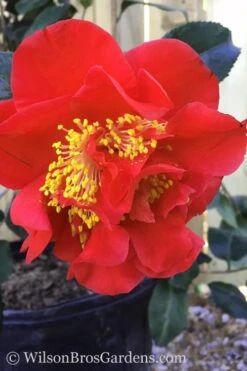 Turandot Camellia Japonica - 3 Gallon Pot