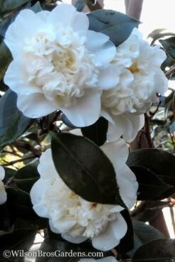 Fifth Avenue White Camellia Japonica - 1 Gallon Pot -Flora Bloom Shop Camellia fifth avenue 20