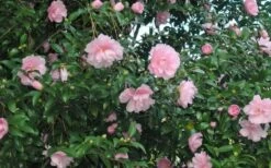 Cotton Candy Camellia Sasanqua - 1 Gallon Pot -Flora Bloom Shop CamelliaCottonCandy 2