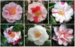 Lady Vansittart Multicolor Camellia Japonica - 1 Gallon Pot -Flora Bloom Shop CamelliaLadyVasittart 2