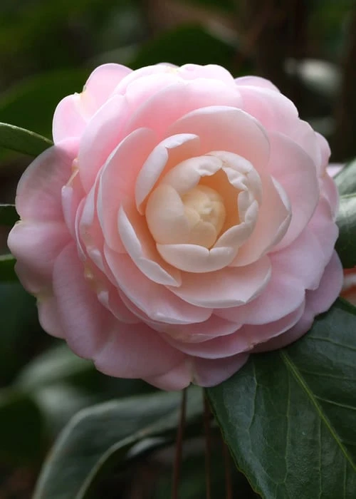 Pink Perfection Camellia Japonica - 1 Gallon Pot 6 Pink Perfection Camellia Japonica - 1 Gallon Pot - Image 6