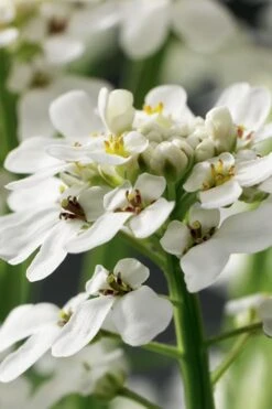 Tahoe Candytuft - Iberis Sempervirens - 10 Count Flat Of Quart Pots -Flora Bloom Shop Candytuft Tahoe 1