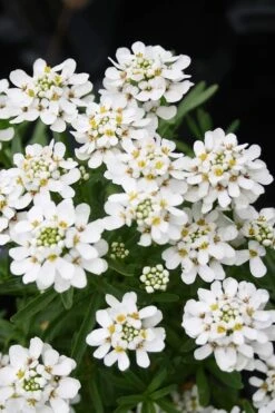 Tahoe Candytuft - Iberis Sempervirens - 10 Count Flat Of Quart Pots -Flora Bloom Shop Candytuft Tahoe 2