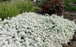 Tahoe Candytuft - Iberis Sempervirens - 10 Count Flat Of Quart Pots -Flora Bloom Shop Candytuft Tahoe 3