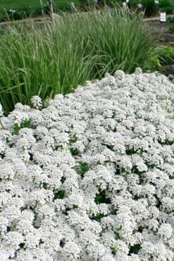 Tahoe Candytuft - Iberis Sempervirens - 10 Count Flat Of Quart Pots -Flora Bloom Shop Candytuft Tahoe 5