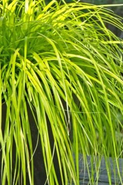 Evercolor Everillo Carex - 6 Pack Of 1 Gallon Pots -Flora Bloom Shop Carex Everillo 500x750 1