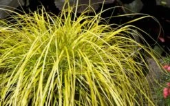 Evercolor Everillo Carex - 10 Pack Of Quart Pots -Flora Bloom Shop Carex Everillo Plant 1