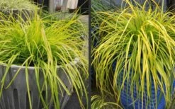 Evercolor Everillo Carex - 10 Pack Of Quart Pots -Flora Bloom Shop Carex Everillo Plant Containers